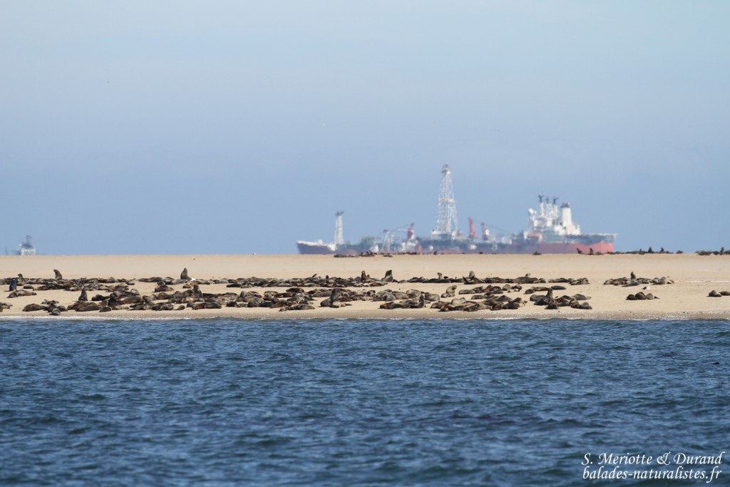 Otarie à fourrure du Cap (Walvis Bay)