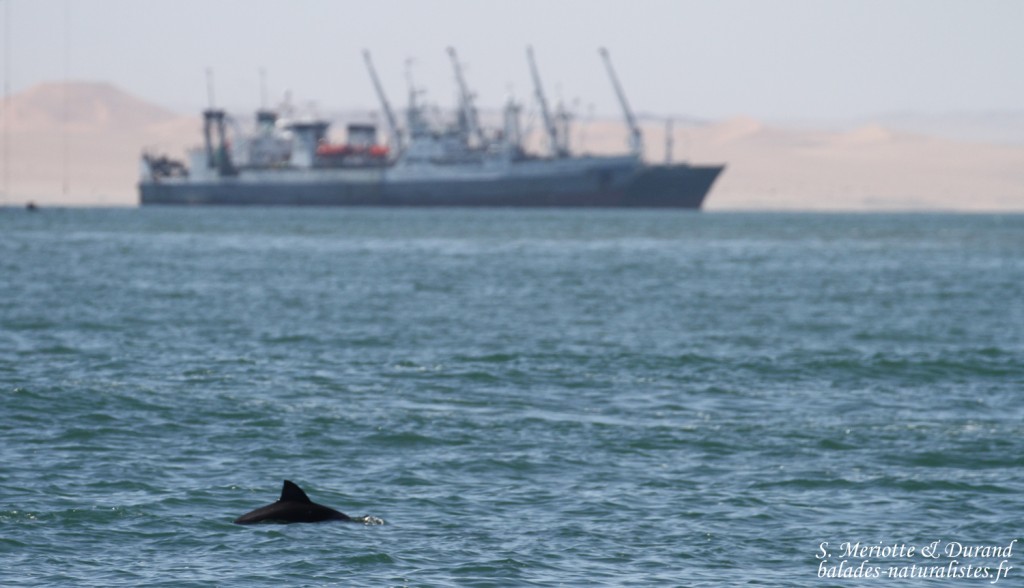 Dauphin d'Heaviside (Walvis Bay)