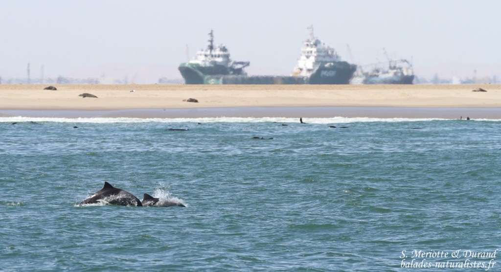 Dauphin d'Heaviside (Walvis Bay)