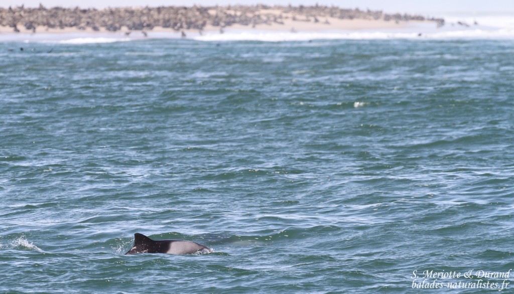 Dauphin d'Heaviside (Walvis Bay)