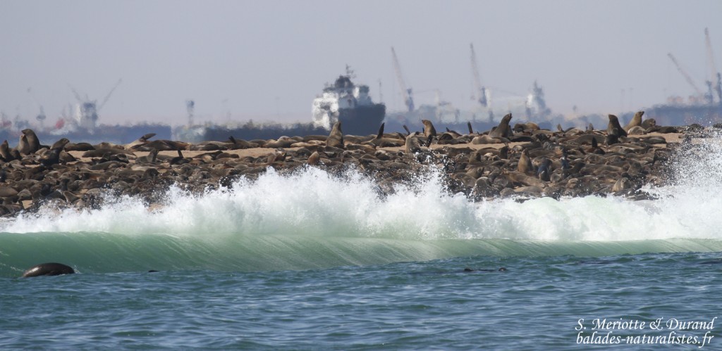 Otarie à fourrure du Cap (Walvis Bay)