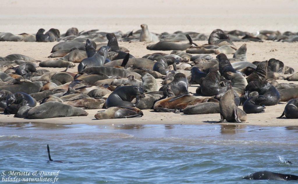 Otarie à fourrure du Cap (Walvis Bay)