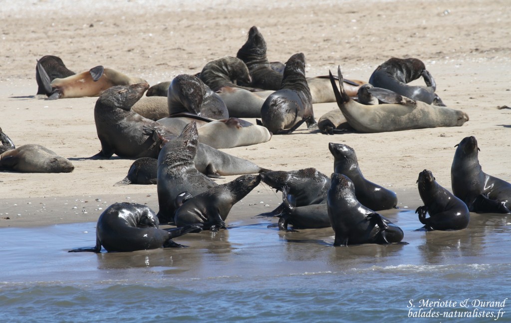 Otarie à fourrure du Cap (Walvis Bay)