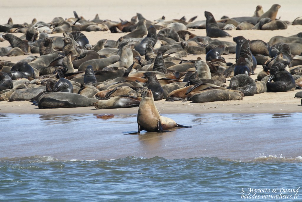 Otarie à fourrure du Cap (Walvis Bay)