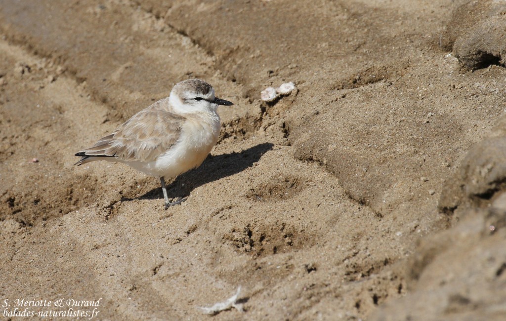 Gravelot à front blanc (Walvis Bay)