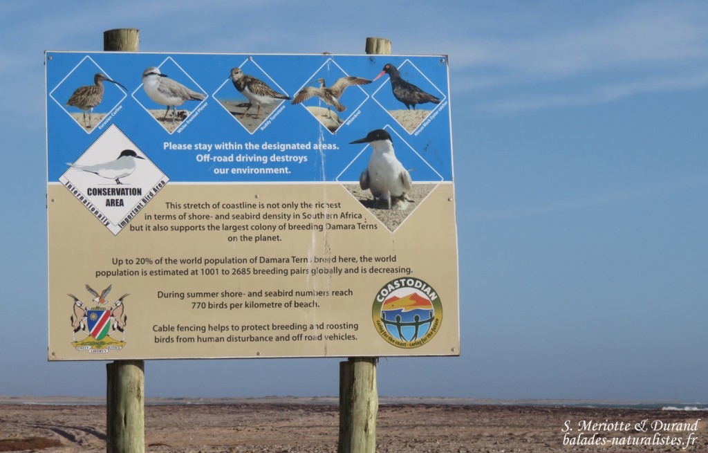 Les plages au nord de Walvis Bay