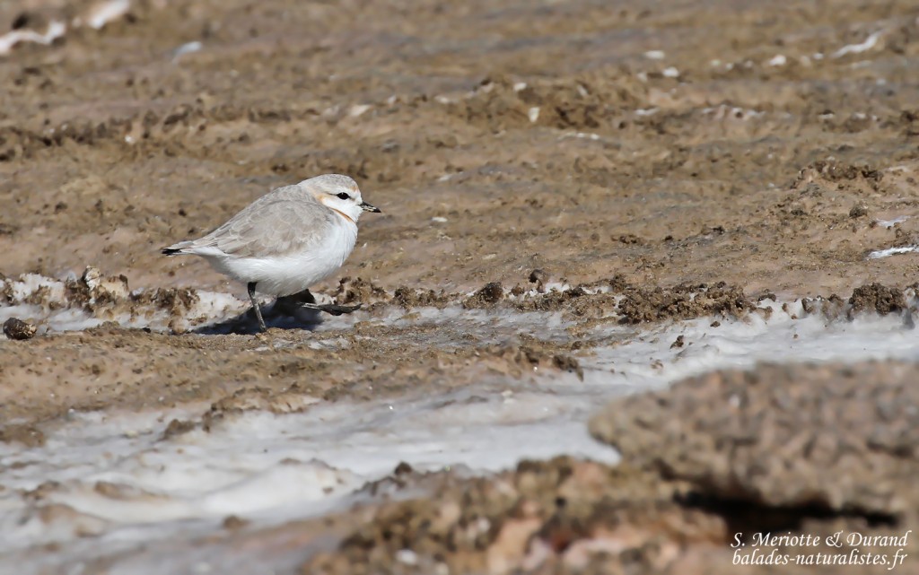 Pluvier élégant (Walvis Bay)