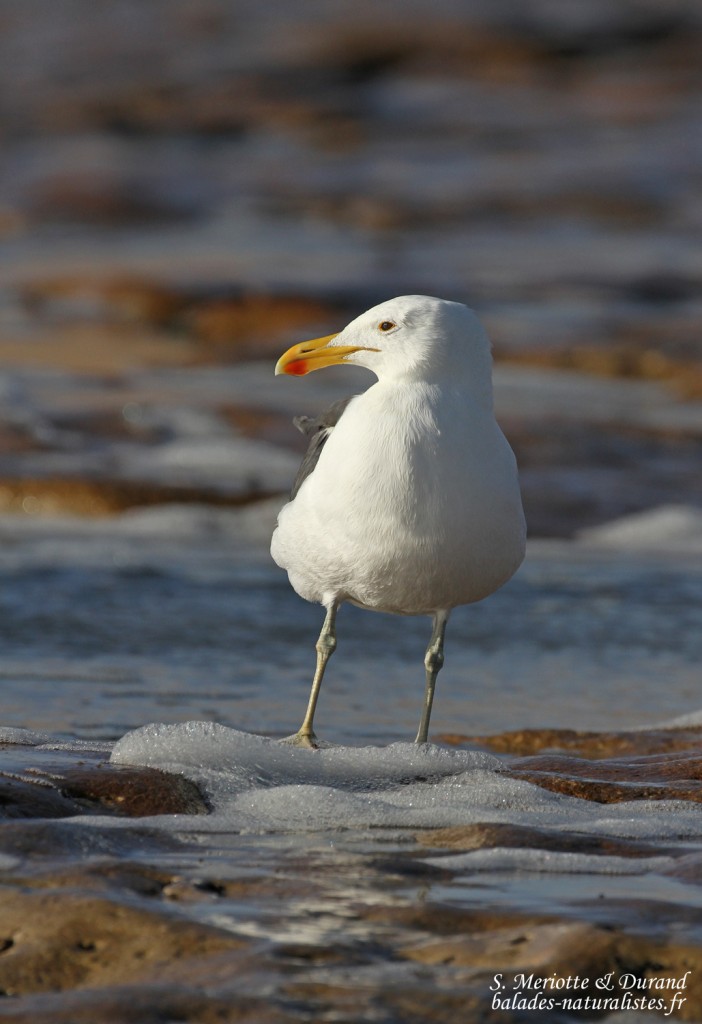 Goéland dominicain (Walvis Bay)