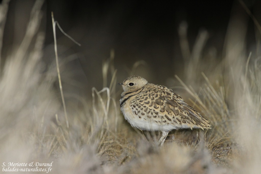 Courvite à double-bande (Spitzekoppe)