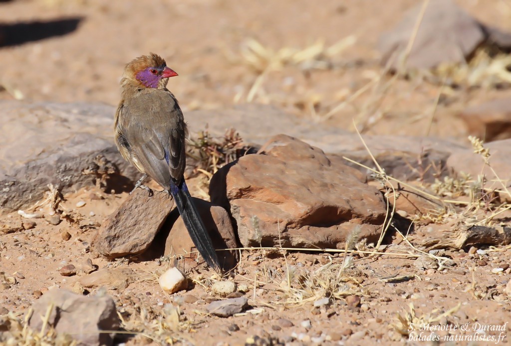 Violet-eared waxbill, Cordonbleu grenadin au sud de Windhoek