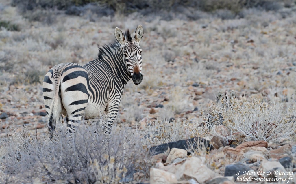 Zèbre de Hartmann, Naukluft