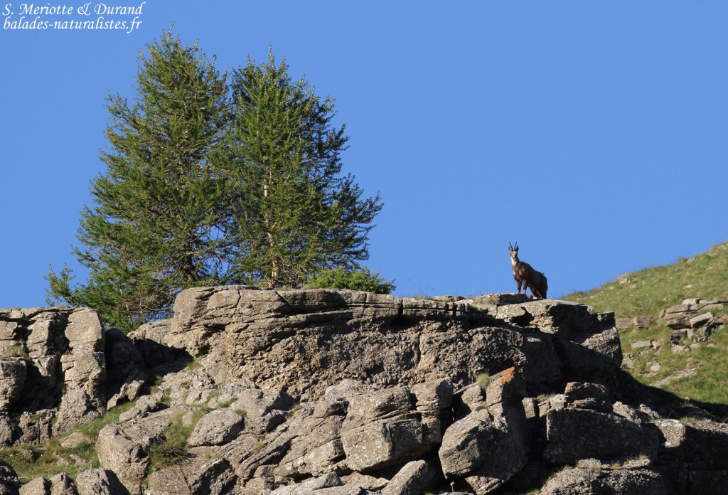 Chamois, lac d'Allos, juin 2016