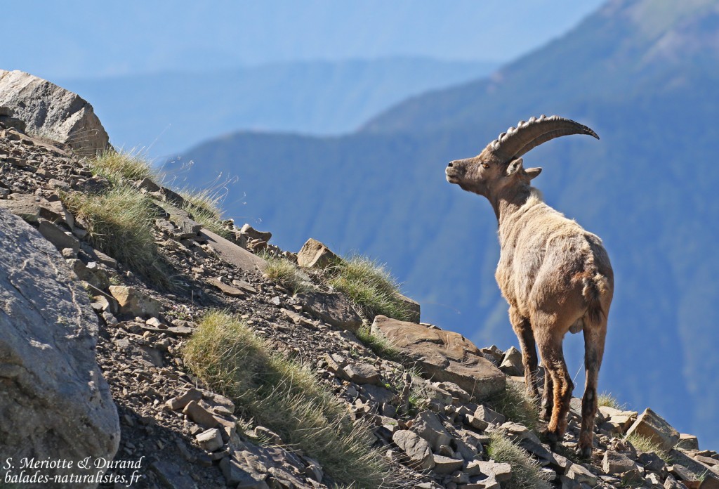 Bouquetin des Alpes, Col de l'Encombrette, juin 2016