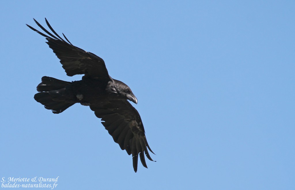 Grand Corbeau, Col de l'Encombrette, juin 2016