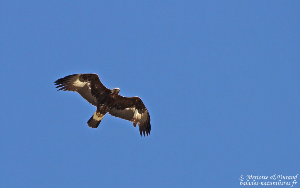 Aigle royal, Col de l'Encombrette, juin 2016