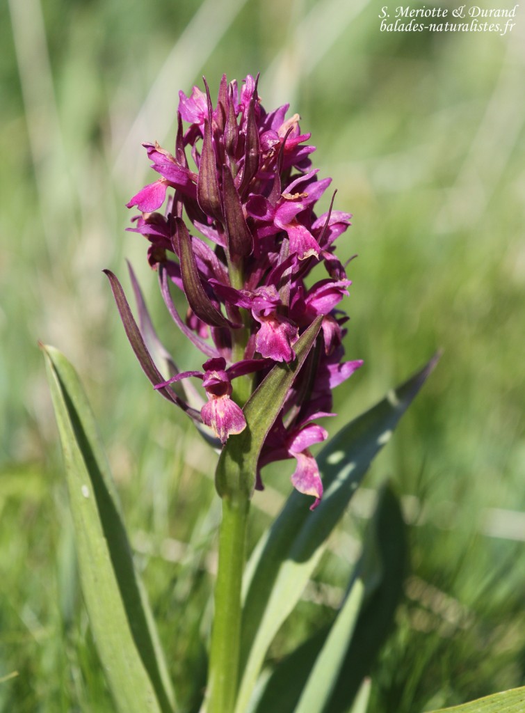 Orchis surreau dans les prairies autour du lac d'Allos, juin 2016