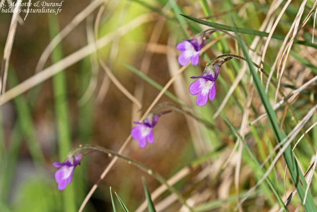 Grassettes communes dans la montée du lac d'Allos