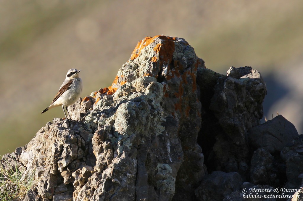 Traquet motteu, lac d'Allos, juin 2016