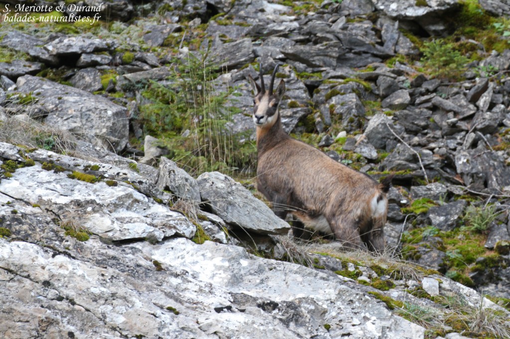 Chamois dans les gorges du Bachelard