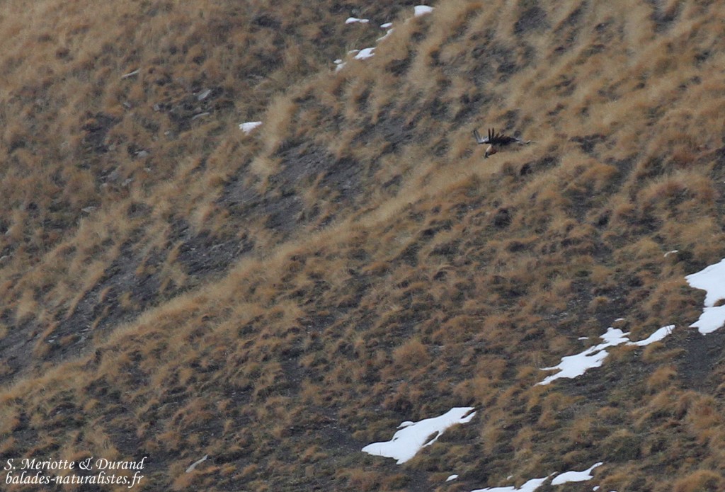 Gypaète barbu, Col de la Bonette