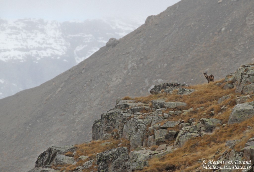 Chamois, Col de la Bonette