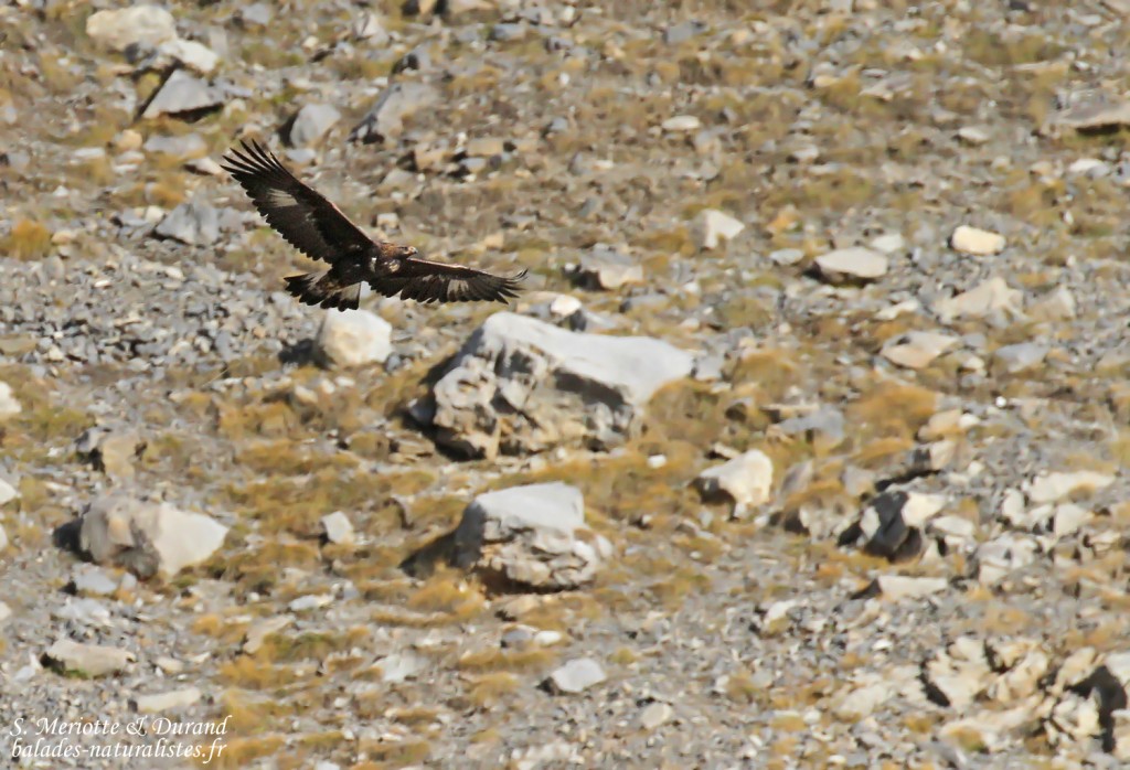 Aigle royal, Col de la Bonette