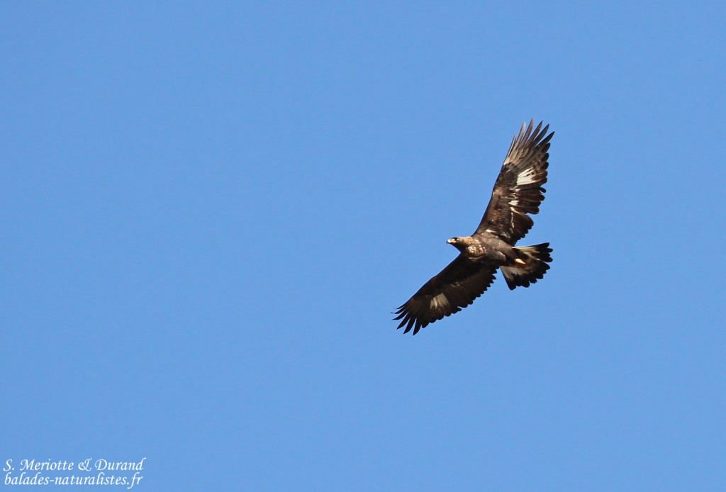 Aigle royal, Col de la Bonette
