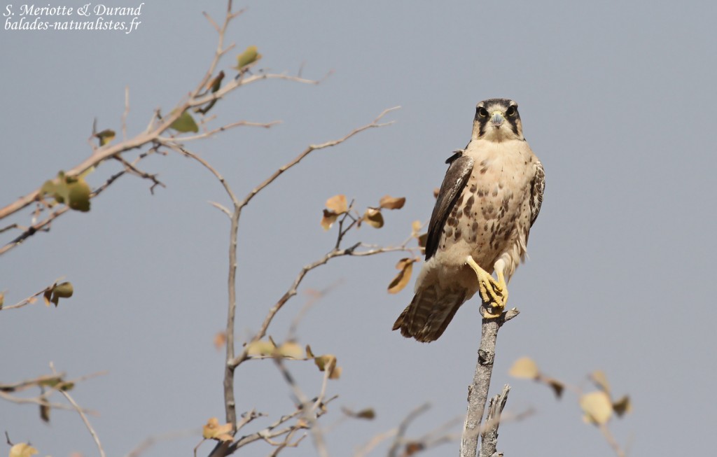 Faucon lanier, Etosha