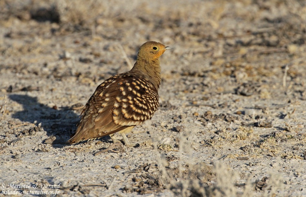 Ganga namaqua, Etosha