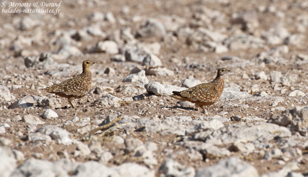 Ganga de Burchell, Etosha