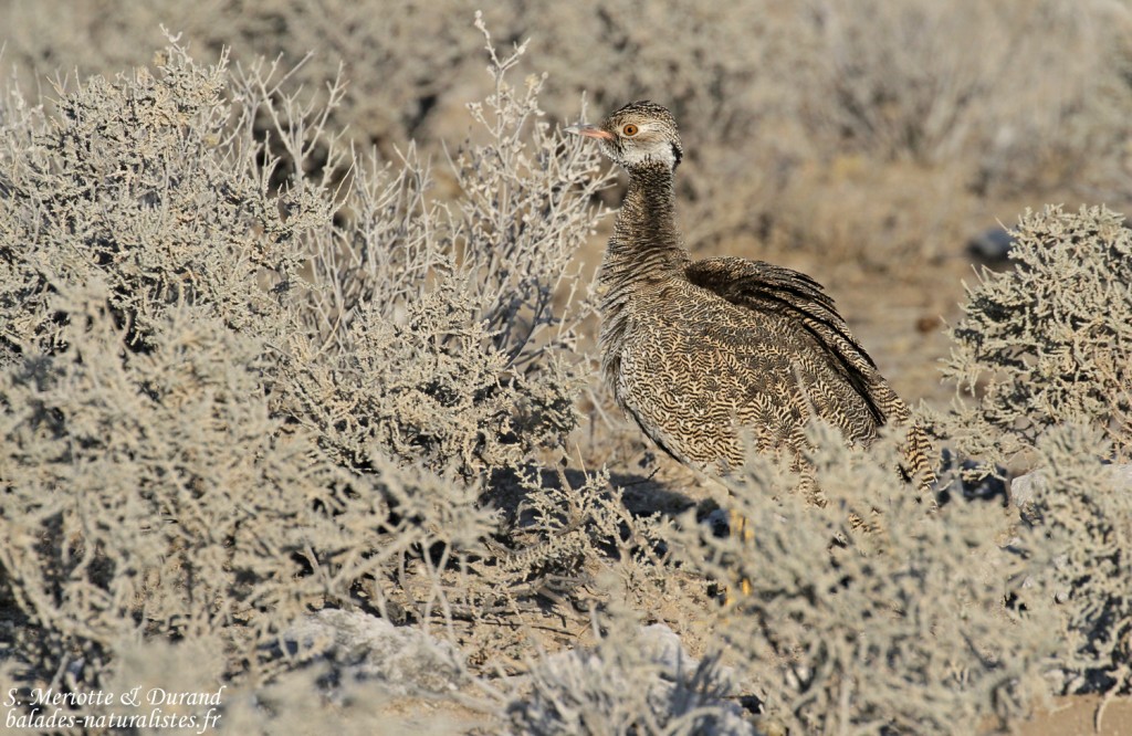 Outarde à miroir, Etosha