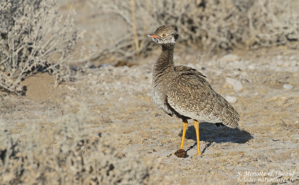 Outarde à miroir, Etosha