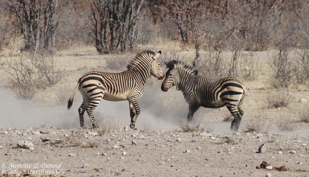 Zèbre de Hartmann, Etosha