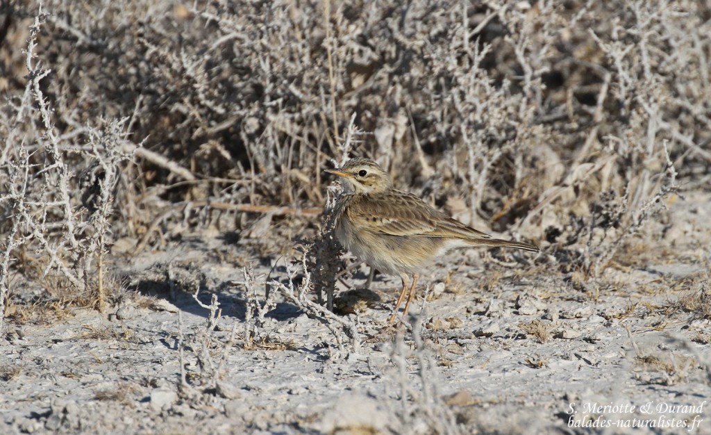 Pipit africain, Etosha 