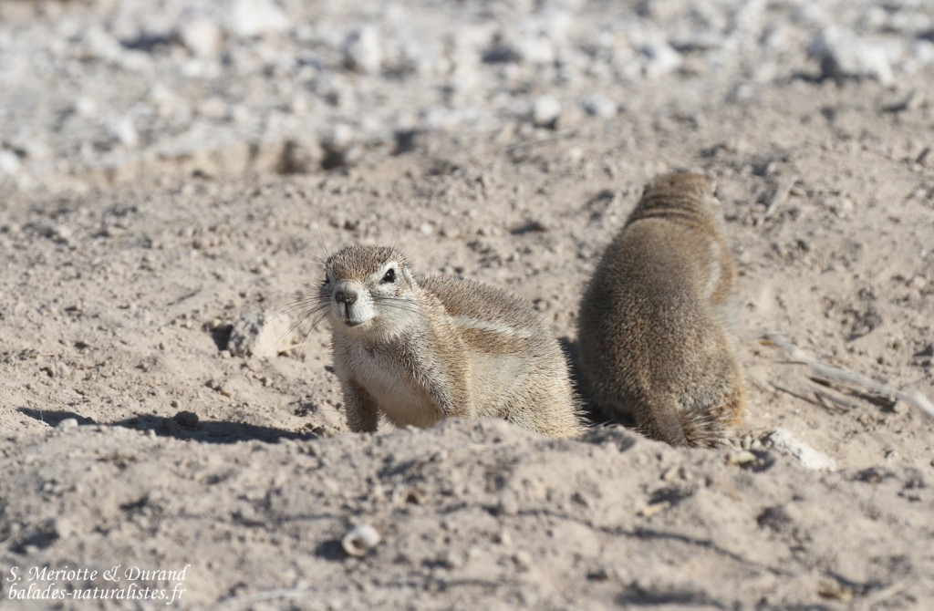 Écureuil terrestre, Etosha 