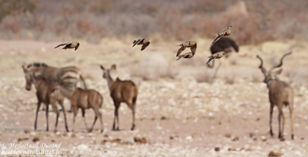 Ganga Namaqua, Etosha
