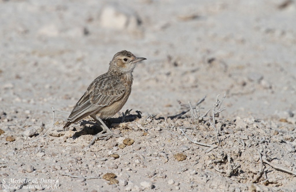 Alouette éperonnée, Etosha