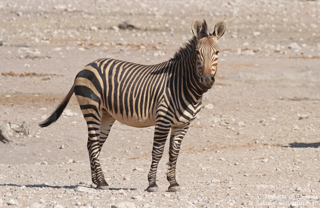 Zèbre de Hartmann, Etosha