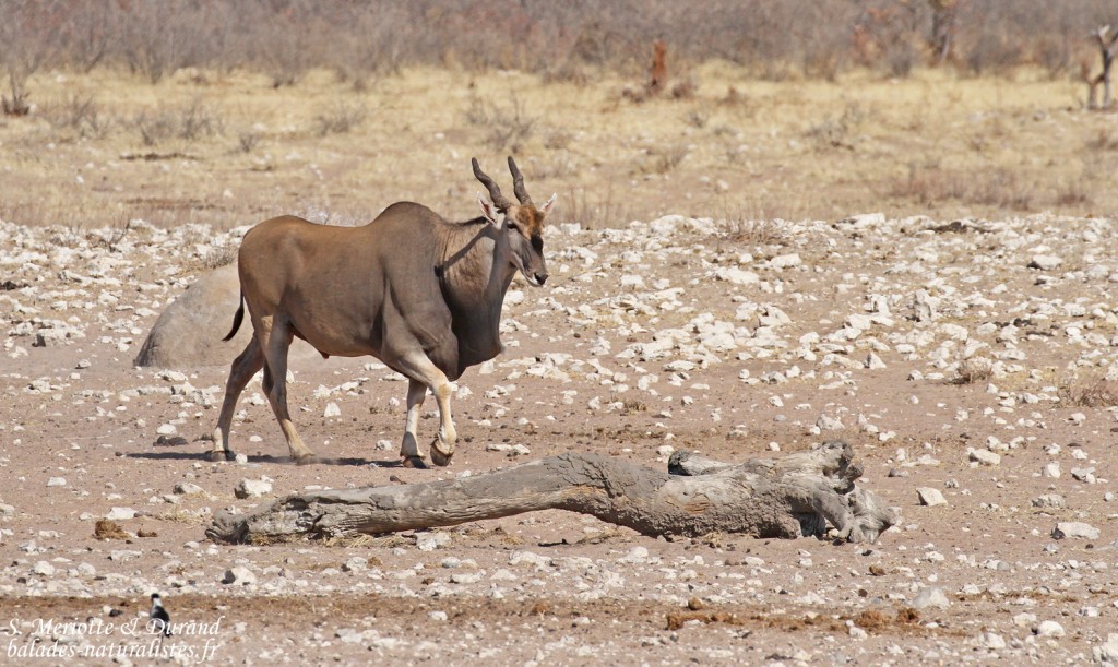 Eland du Cap, Etosha