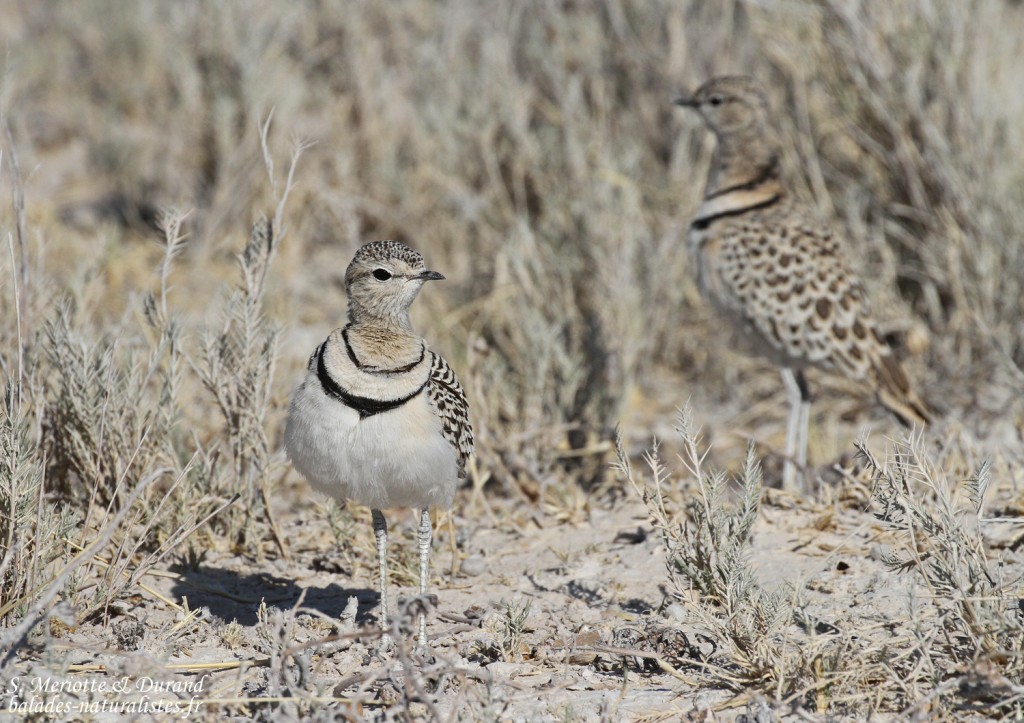Courvite à double bande, Etosha