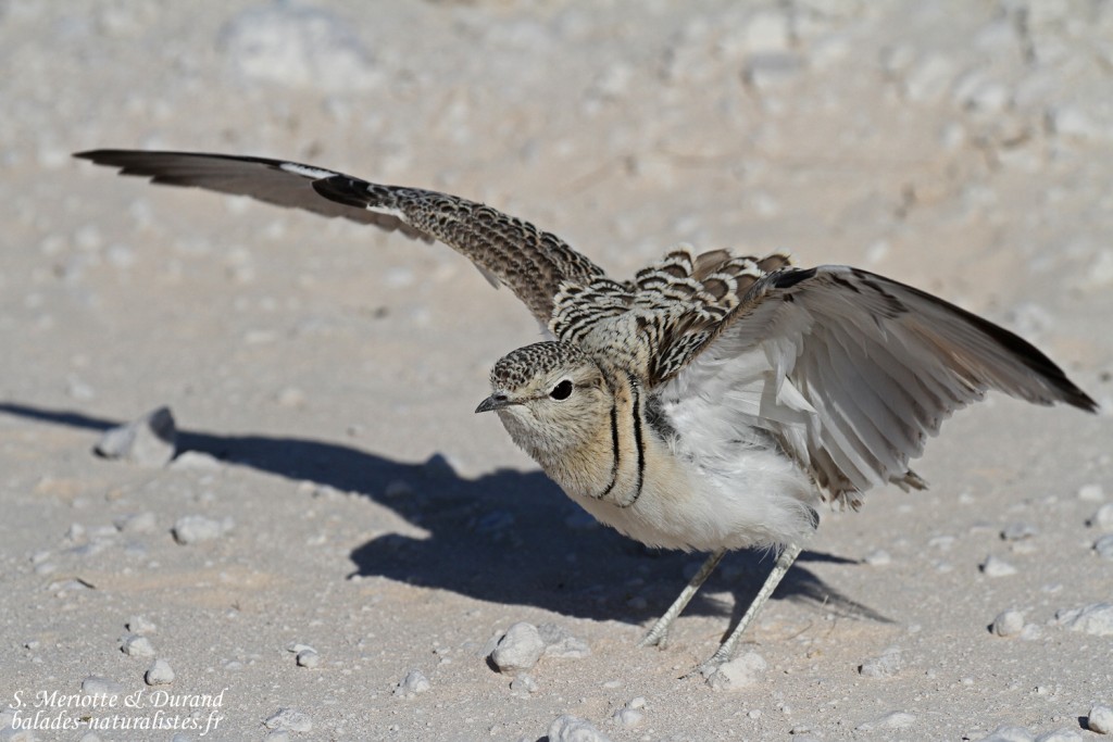 Courvite à double bande, Etosha