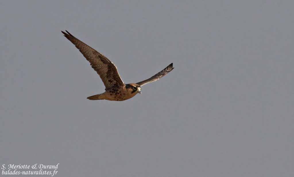 Faucon lanier, Etosha