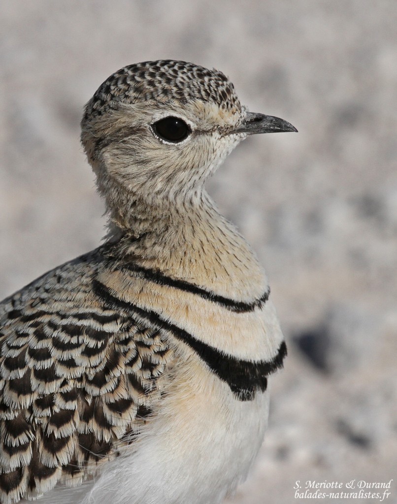 Courvite à double bande, Etosha