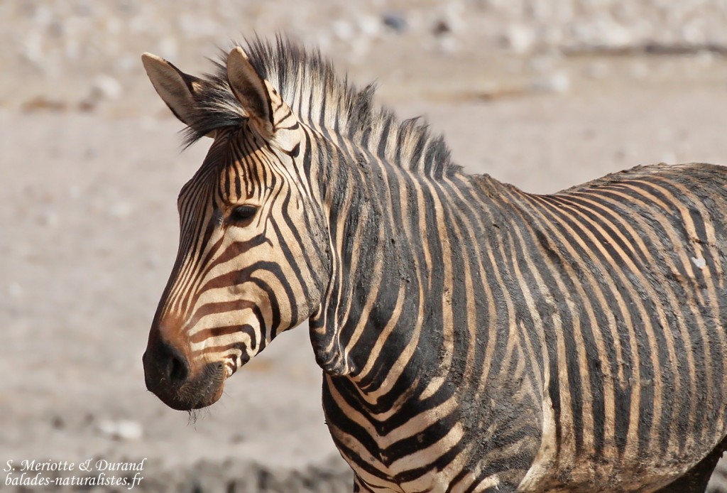 Zèbre de Hartmann, Etosha