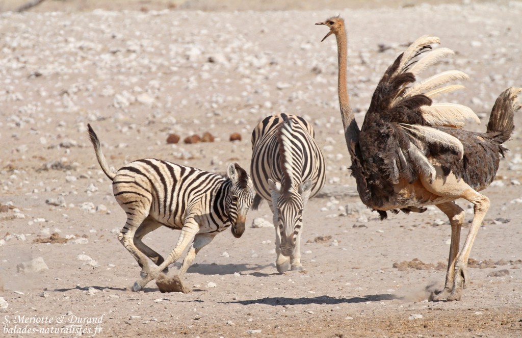 Zèbres de plaine et autruche, Etosha