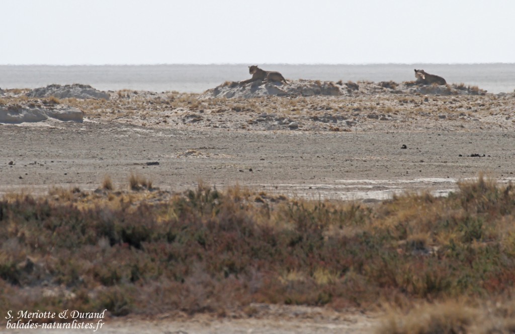 Lionnes, Etosha