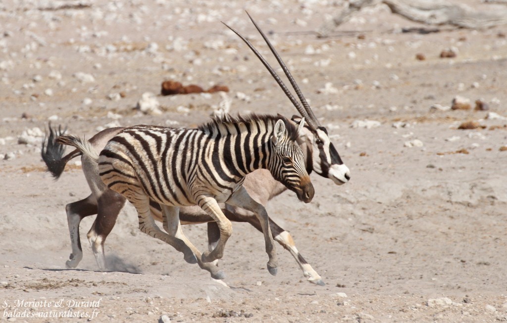 Zèbre de plaine et oryx, Etosha