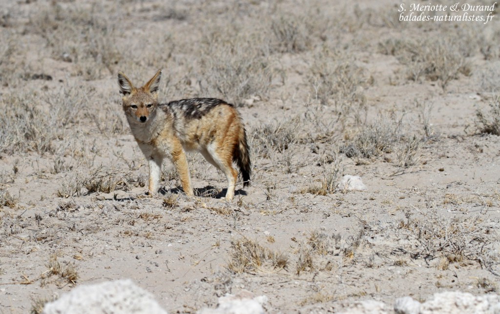 Chacal chabraque, Etosha