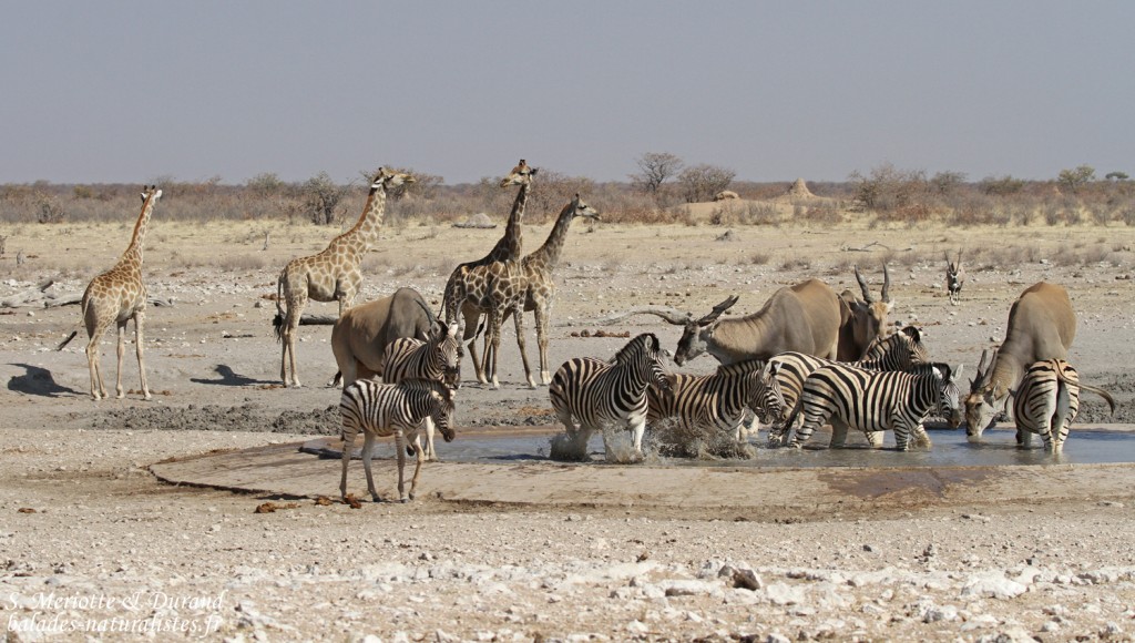Rassemblement au point d'eau