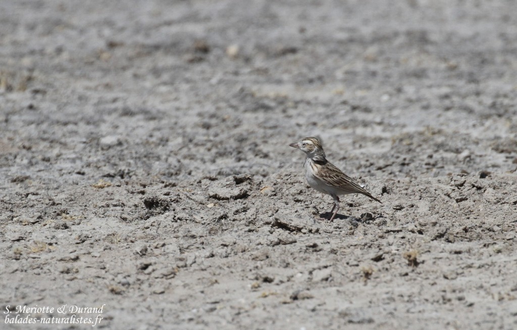 Alouette de Stark, Etosha